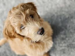 Check spelling or type a new query. The 5 Best Goldendoodle Breeders In New Jersey Nj 2021