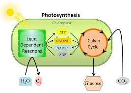 The sunlight is captured by photosystem ii, and is used to excite electrons. How Would You Explain How The Light Independent Reactions Of Photosynthesis Rely On The Light Dependent Reactions Socratic