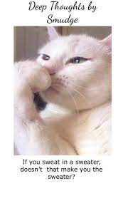 Pin On Memes Of Cats