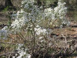 Image result for Crotalaria teretifolia