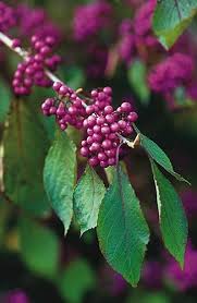 Compare prices & read reviews. Plants With Berries Top Trees Shrubs With Colorful Berries Garden Design