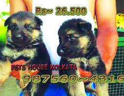 This breed is technically endangered and at risk of extinction. Shepherd Dog Price In Guwahati