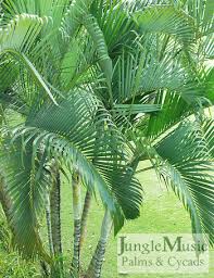 Image result for Dypsis lutescens