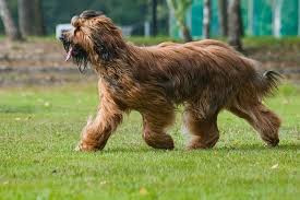 Braiding short hair for men can be a little tricky if not done right. Briard Dog Info Temperament Care Training Puppies Pictures