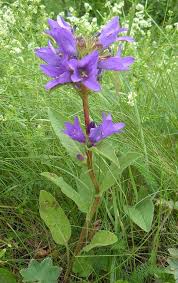 Image result for Carvalhoa campanulata
