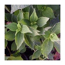 Image result for Boehmeria nivea