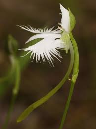 Image result for Habenaria aberrans