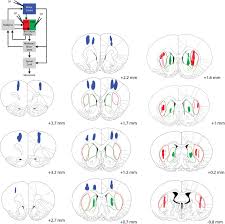 Distinct Roles For Motor Cortical And Thalamic Inputs To Striatum During Motor Learning And Execution Biorxiv