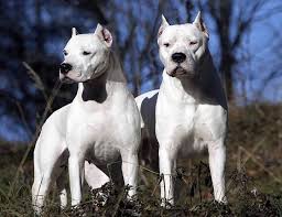 Dogo Argentino Tr Kopek Turleri Cok Sirin Hayvanlar Buyuk Kopekler