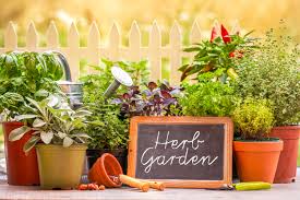 Lush Herb Garden