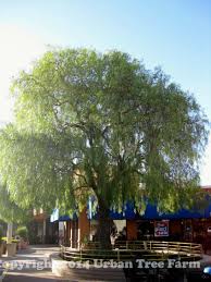 Image result for Schinus molle