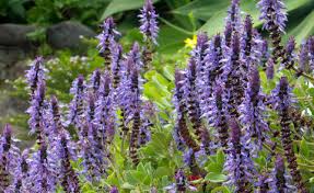 Achten sie bei jener gestaltung ihres hauses und gartens auf den eingang. Garten Katzensicher Machen 5 Tipps Mein Schoner Garten