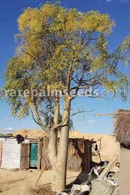 Image result for Tragia hildebrandtii