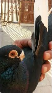 Egyptian Masaweed Pombo Correio Pombo