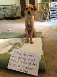 I Transformed This Boring Carpet Into This Work Of Art I Am So Talented Cricket Dog Shaming Shame Artist At Dog Shaming Funny Dog Memes Animal Shaming