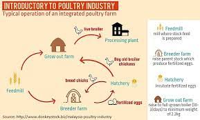 Sixteen percent of the population of malaysia is employed through some sort of agriculture. Broiler Industry In Malaysia