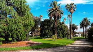St kilda botanic gardens is a 1.0 kilometer lightly trafficked loop trail located near melbourne, victoria, australia that features beautiful wild flowers and is good for all skill levels. Yellow Fruits Rough Leaves In St Kilda Gardendrum