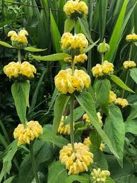 Πίνακας yellow lily flower buds. Phlomis Russeliana Sticky Jerusalem Sage At Old Goat Farm Vf 6 19 19 Backyard Plants Plants Perennials