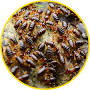 Pest Terminators from www.completepestsolution.com