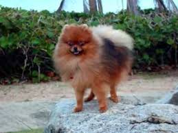 my pomeranian kuma growing up