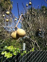 Prunus armeniaca 'royal blenheim' blenheim apricot is the most popular in california and los angeles. What Is The Identity Of This Fruit Tree Found Near Berkeley California Usa Biology Stack Exchange