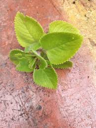 Vee udah sange, putingnya sampai bangun. Info Untuk Semua Pokok Bangun Bangun Cuban Oregano