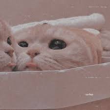 Check spelling or type a new query. Pin By Uite On Cá´á´œá´˜ÊŸá´‡ Cat Icon Baby Cats Cute Little Animals