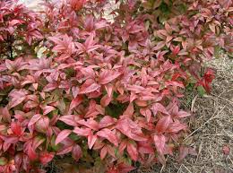 It has pink frilly flowers twice a year. Nandina Wikipedia