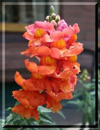 Pin On Snapdragon Flowers