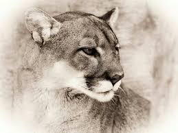 Pin By Tainara Kreutz On Big Cats Animal Photography Wildlife Lion Spirit Animal Lion Photography