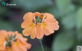 Pin On Orchid Flower
