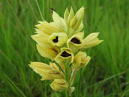 Image result for Eulophia ensata