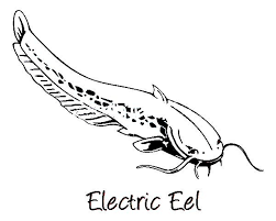 Big mouth eel coloring big mouth eel coloring for kids best coloring, pen and ink line art drawing of a snowflake moray eel echidna nebulosa, thin eel picture coloring color luna, short finned eel coloring short finned eel coloring color luna. Pin On Clothing Company