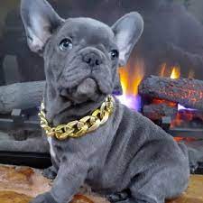 Although these two breeds may be similar, they are two different breeds and are. Blue Sky French Bulldog Puppy 636763 Puppyspot