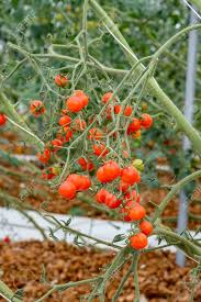 Wer auf balkon und terrasse, beim. Reife Naturliche Tomaten Wachsen Auf Einem Zweig Holladn Tomate Lizenzfreie Fotos Bilder Und Stock Fotografie Image 58633989
