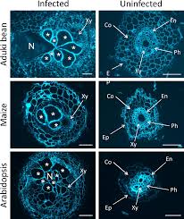 Check spelling or type a new query. Host Specific Signatures Of The Cell Wall Changes Induced By The Plant Parasitic Nematode Meloidogyne Incognita Scientific Reports