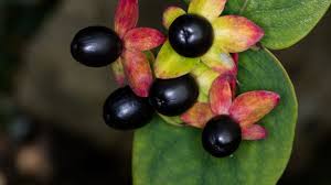 It is a prolific seeder and is spread through animals, water, erosion, and. Ask Dr Universe Why Are Some Berries Poisonous The Spokesman Review