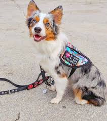 How to train a service dog for high blood pressure. Gigantic List Of The Top 150 Service Dog Tasks The Atomic Hound