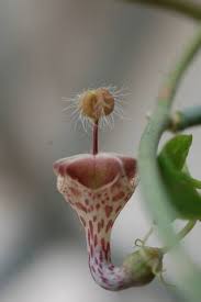 Image result for Ceropegia haygarthii