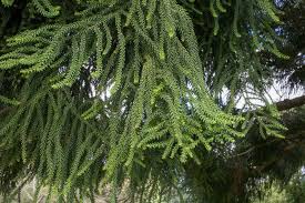 Image result for Araucaria cunninghamii