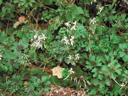 Image result for Pelargonium alchemilloides