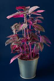 Image result for Iresine herbstii