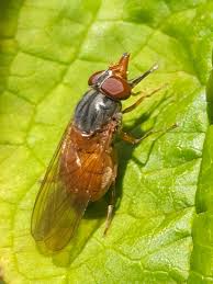 Image result for Raphia rostrata