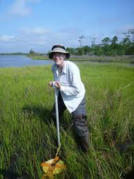 Study Yields New Clues to Predict Tipping Points for Marsh Survival