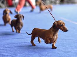 30 Unforgettable Things To Do In New York City Dollar Car Rental