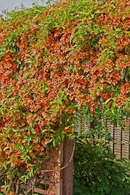 Image result for Bignonia capreolata