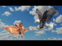 Burung elang vs macan tutul lihat juga video kami yang lain. Video Singa Vs Elang