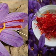 A wreath (/ r iː θ /) is an assortment of flowers, leaves, fruits, twigs, or various materials that is constructed to form a ring. Saffron Crocus Sativus Flower And Stigmas Download Scientific Diagram