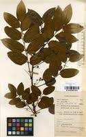 Image result for Phyllanthus muellerianus