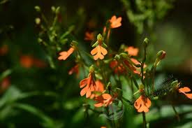 Image result for Habenaria nyikana